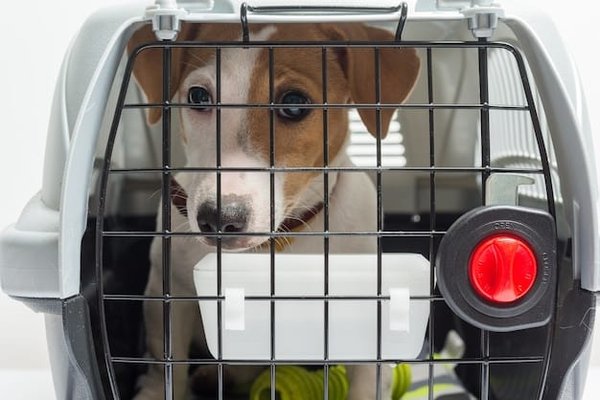 Comment importer des animaux vivants à Calais ?